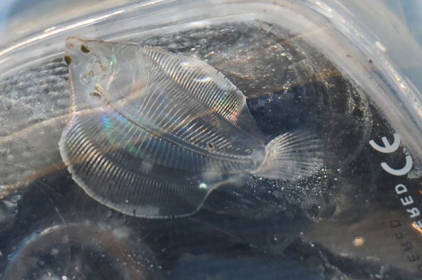 Fantastic beasts: transparent animals, whose existence is hard to believe