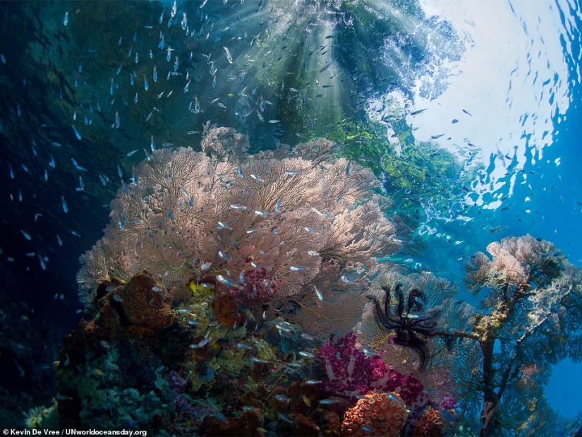 Featured stunning photography winning UN World Oceans Day Photo Contest