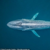 Featured stunning photography winning UN World Oceans Day Photo Contest