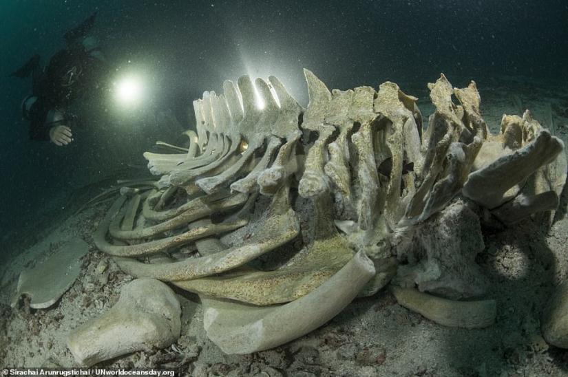 Featured stunning photography winning UN World Oceans Day Photo Contest