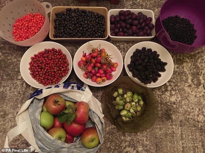 Filete de ardilla y espaguetis de algas marinas: los recolectores de Escocia comen todo lo que encuentran cerca de su hogar