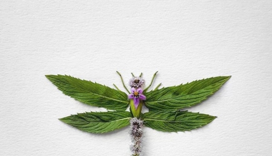 Flower insects Flower insects