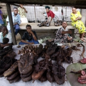 Folk medicines of exotic animals can cause a pandemic worse than Covid-19