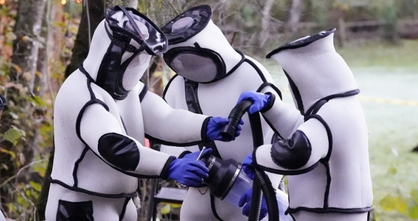 Footage from the operation to destroy the nest of killer hornets in the United States amazed users Footage from the operation to destroy the nest of killer hornets in the United States amazed users