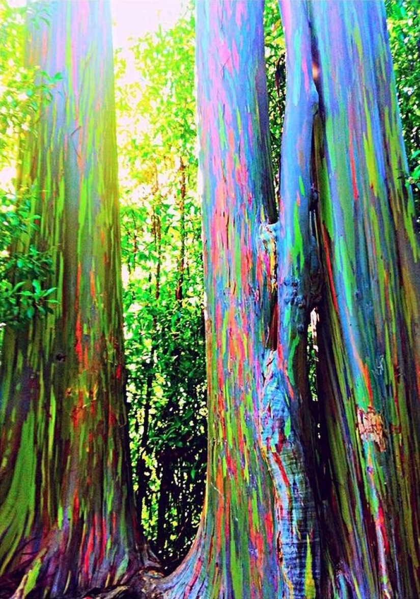 Forest from another planet! Forest from another planet!