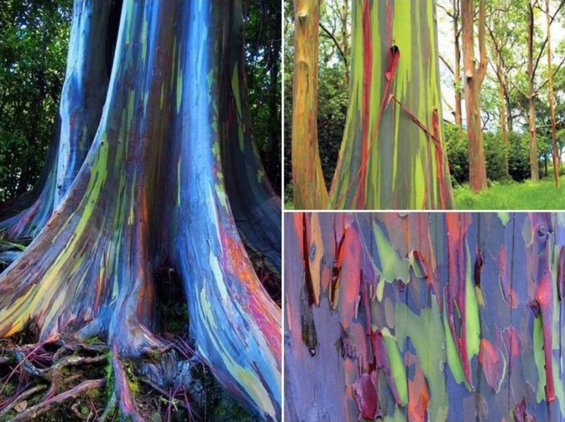 Forest from another planet! Forest from another planet!