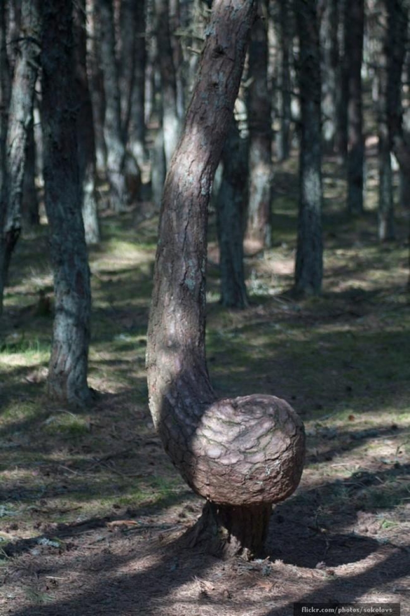 Forest from another planet! Forest from another planet!