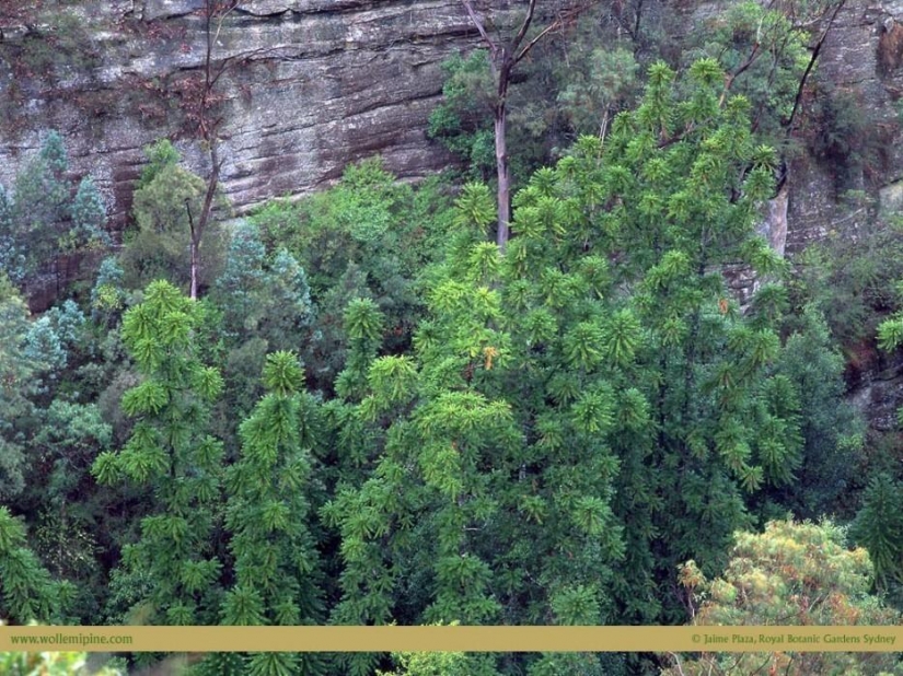 Forest from another planet! Forest from another planet!