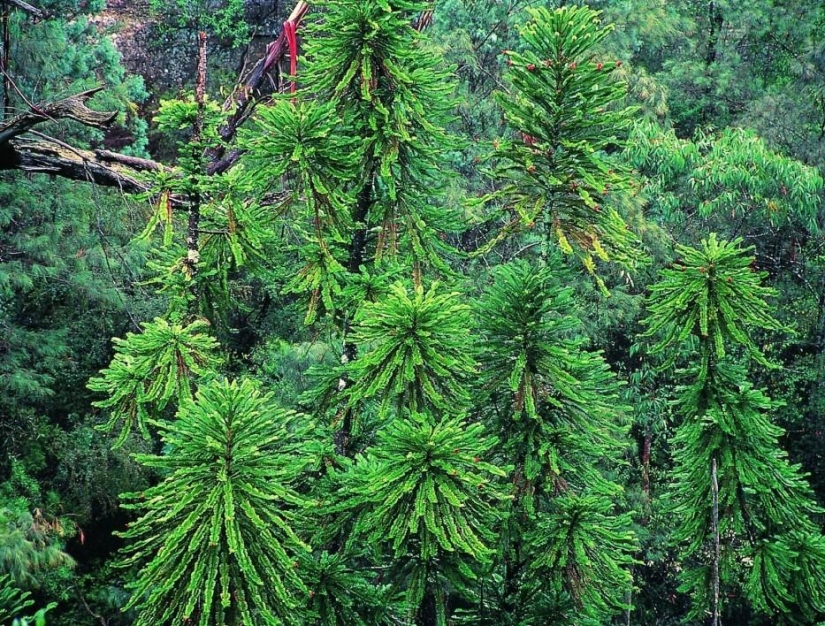 Forest from another planet! Forest from another planet!