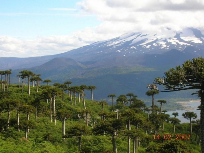 Forest from another planet! Forest from another planet!