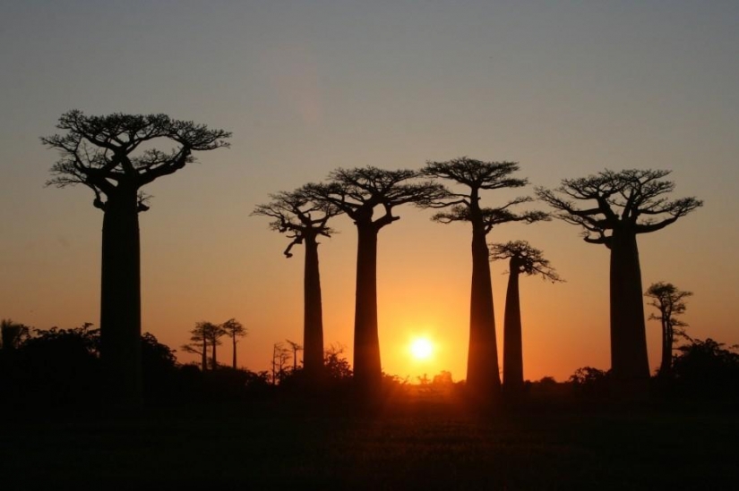 Forest from another planet! Forest from another planet!