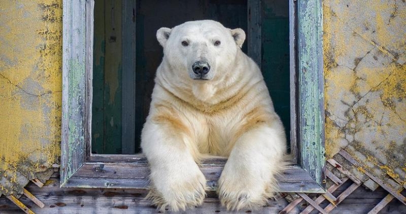 Fotógrafo desesperado se llevó osos polares, guardianes de una estación polar abandonada