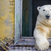 Fotógrafo desesperado se llevó osos polares, guardianes de una estación polar abandonada