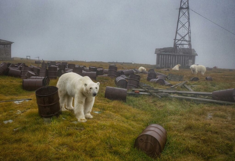 Fotógrafo desesperado se llevó osos polares, guardianes de una estación polar abandonada