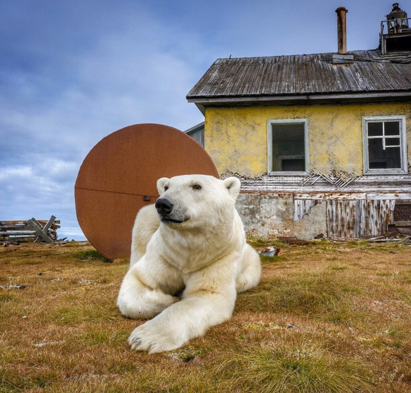 Fotógrafo desesperado se llevó osos polares, guardianes de una estación polar abandonada