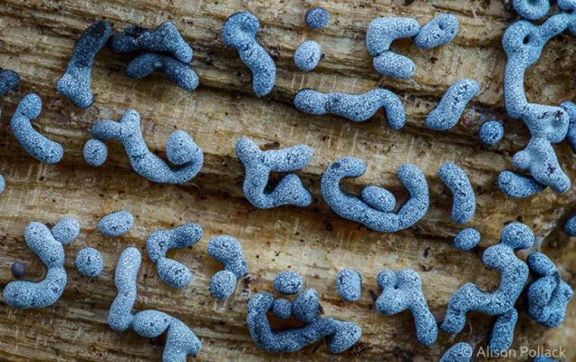 Fotógrafo toma fotografías macro extremas de hongos Fotógrafo toma fotografías macro extremas de hongos