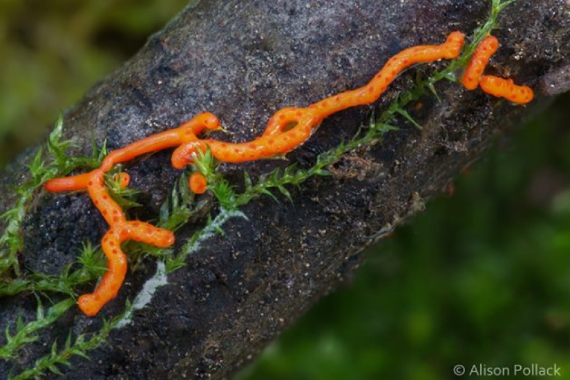 Fotógrafo toma fotografías macro extremas de hongos Fotógrafo toma fotografías macro extremas de hongos