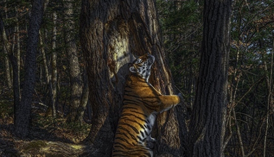 Foto de un ruso que recibió el Gran Premio, y otros finalistas del concurso Wildlife Photographer of the Year 2020 Foto de un ruso que recibió el Gran Premio, y otros finalistas del concurso Wildlife Photographer of the Year 2020