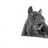 Foto del año: animales Foto del año: animales