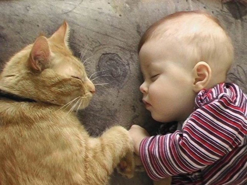 Fotos adorables, demostrando que tu hijo necesita un gato