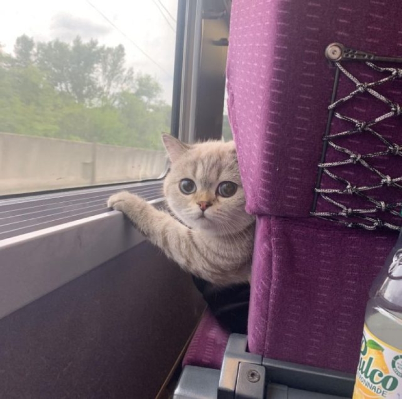 10 fotos que demuestran que los amigos esponjosos pueden mejorar cualquier día miserable 10 fotos que demuestran que los amigos esponjosos pueden mejorar cualquier día miserable