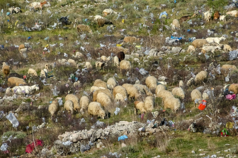 Fotos reveladoras muestran cómo los desechos plásticos están contaminando nuestro planeta