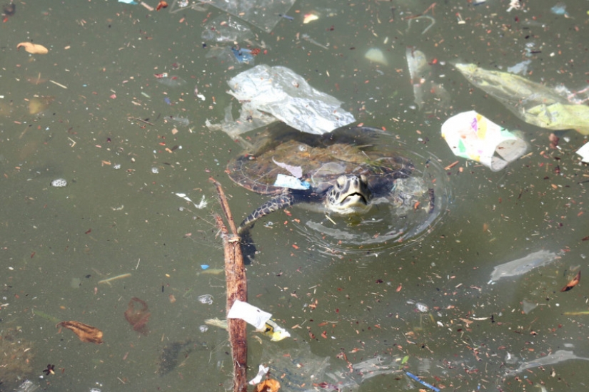 Fotos reveladoras muestran cómo los desechos plásticos están contaminando nuestro planeta