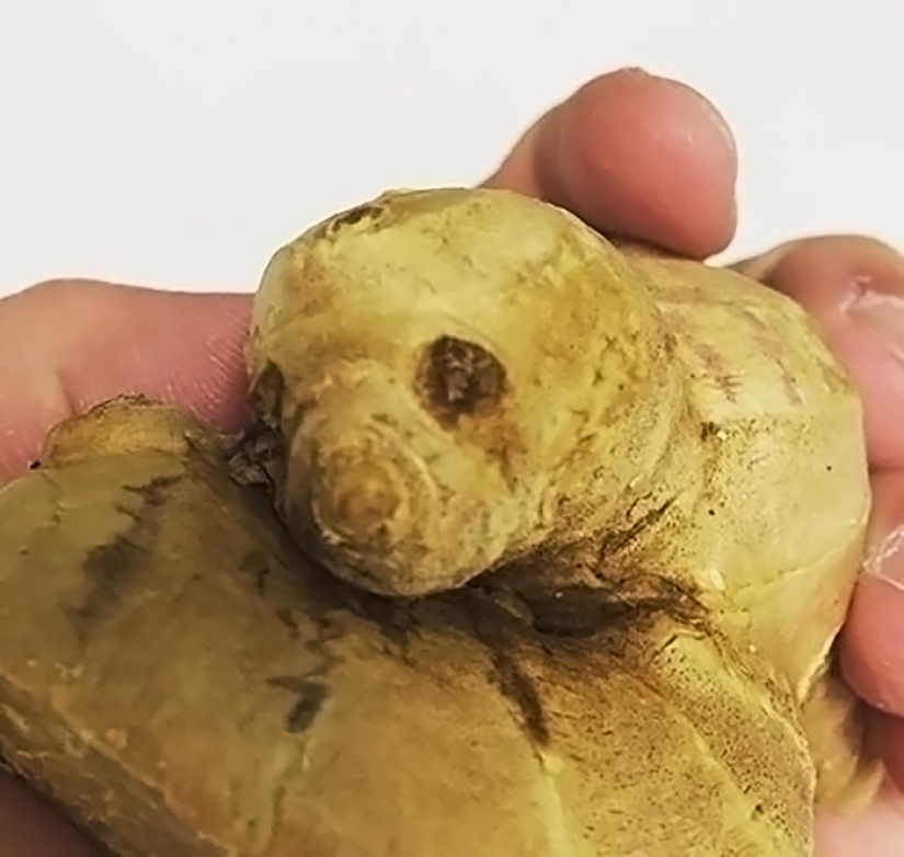 Frutas y verduras, que nos recuerdan que la naturaleza tiene un gran sentido del humor