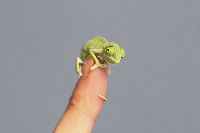 Funny little chameleons