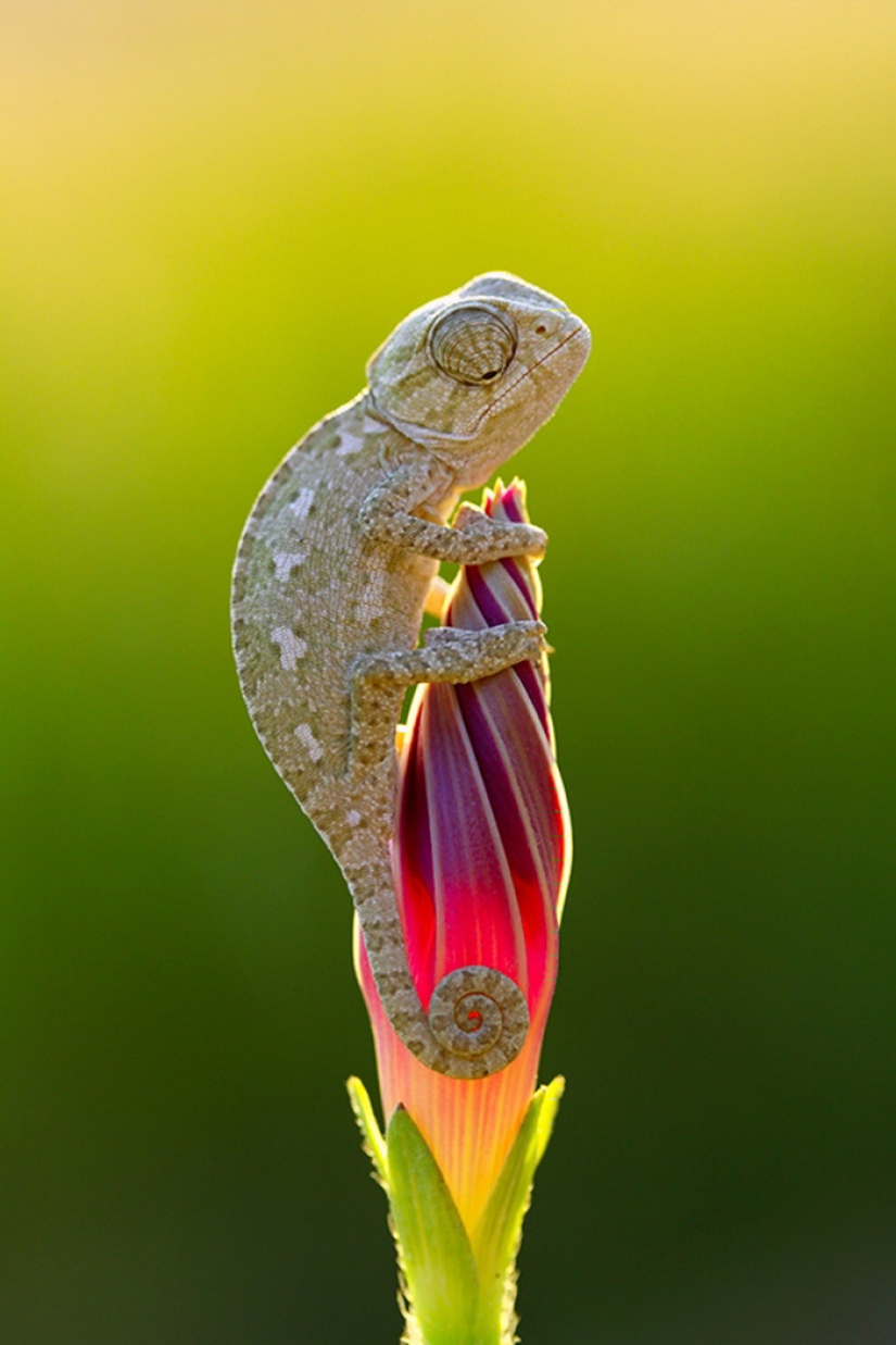 Funny little chameleons