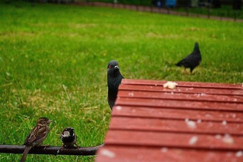 Funny mini-story about a pigeon who "snapped" his happiness Funny mini-story about a pigeon who "snapped" his happiness