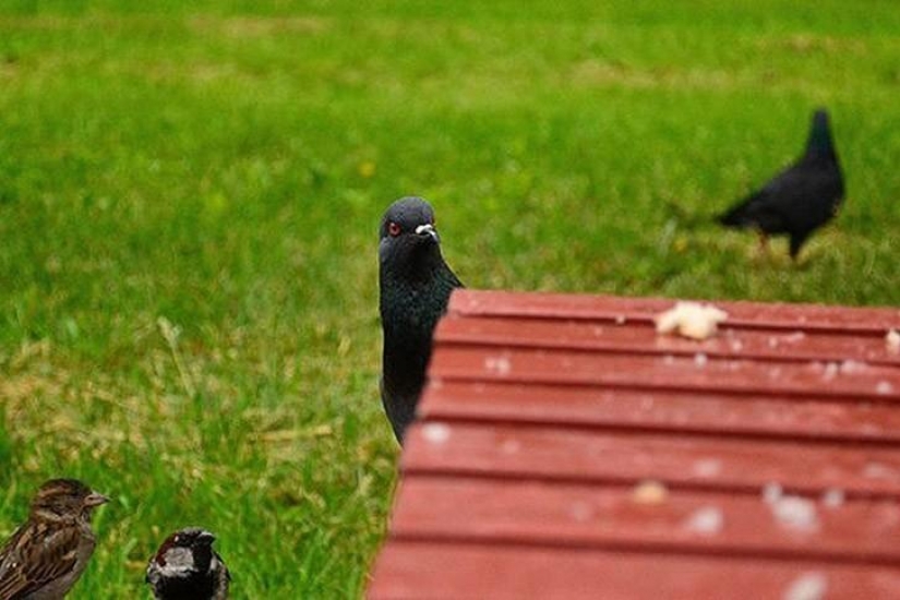 Funny mini-story about a pigeon who "snapped" his happiness Funny mini-story about a pigeon who "snapped" his happiness