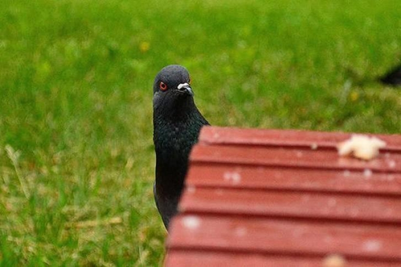 Funny mini-story about a pigeon who "snapped" his happiness Funny mini-story about a pigeon who "snapped" his happiness