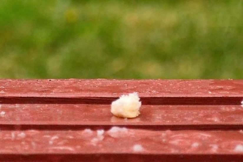 Funny mini-story about a pigeon who "snapped" his happiness Funny mini-story about a pigeon who "snapped" his happiness