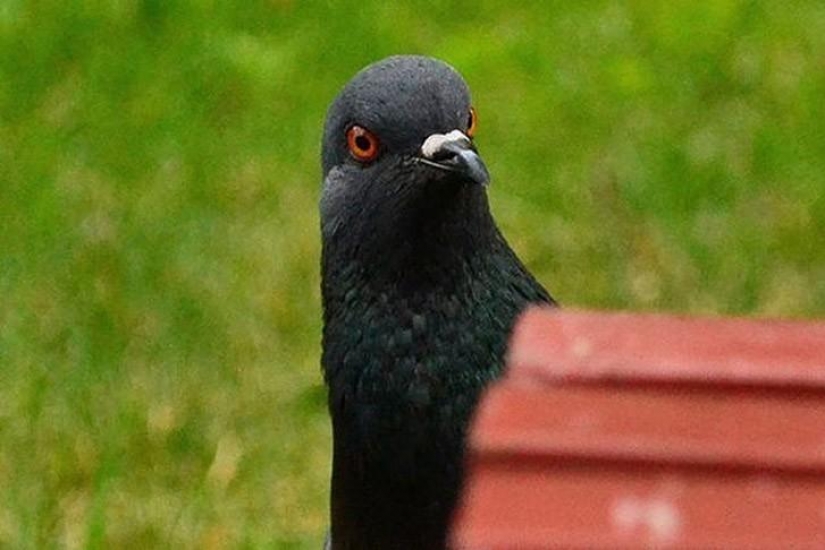 Funny mini-story about a pigeon who "snapped" his happiness Funny mini-story about a pigeon who "snapped" his happiness