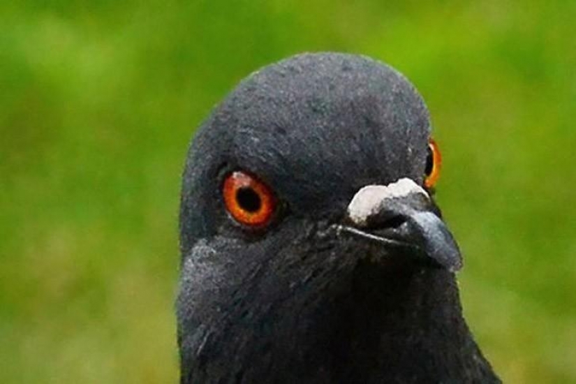 Funny mini-story about a pigeon who "snapped" his happiness Funny mini-story about a pigeon who "snapped" his happiness