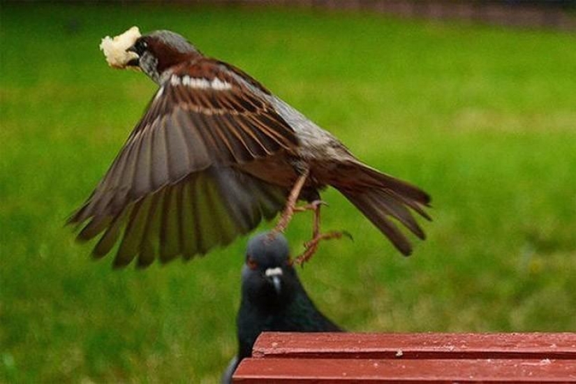 Funny mini-story about a pigeon who "snapped" his happiness Funny mini-story about a pigeon who "snapped" his happiness