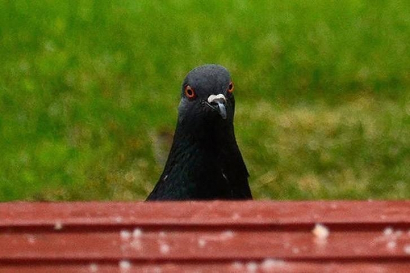 Funny mini-story about a pigeon who "snapped" his happiness Funny mini-story about a pigeon who "snapped" his happiness