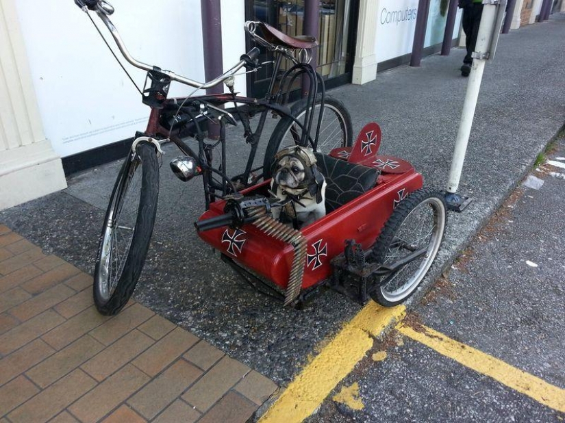 Funny pugs — masters of disguise