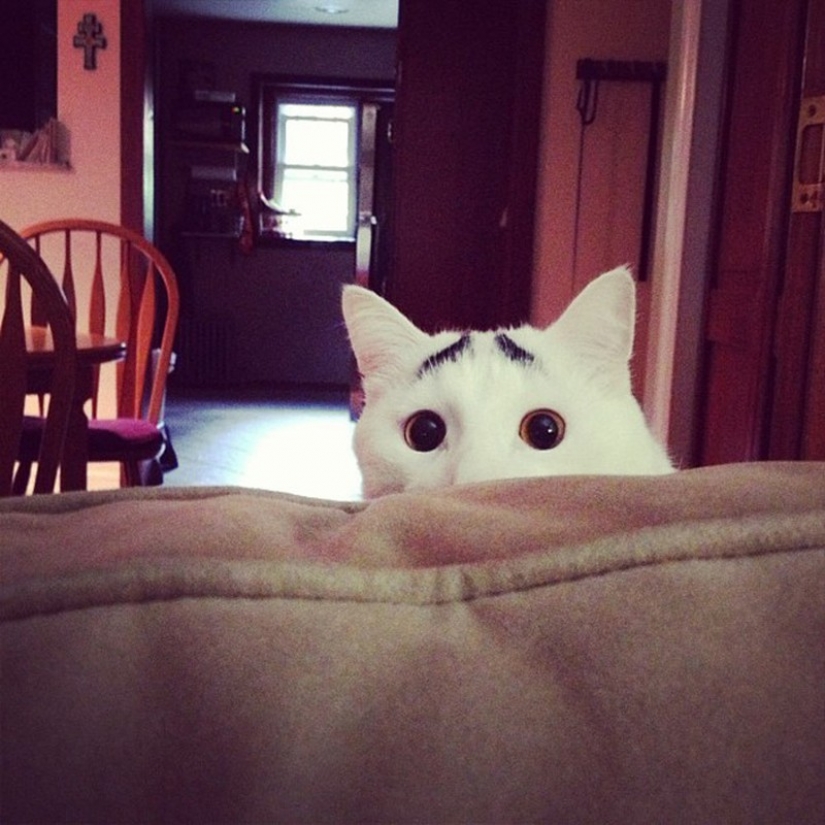 Gato con gato: la creatividad de la naturaleza en ronroneos