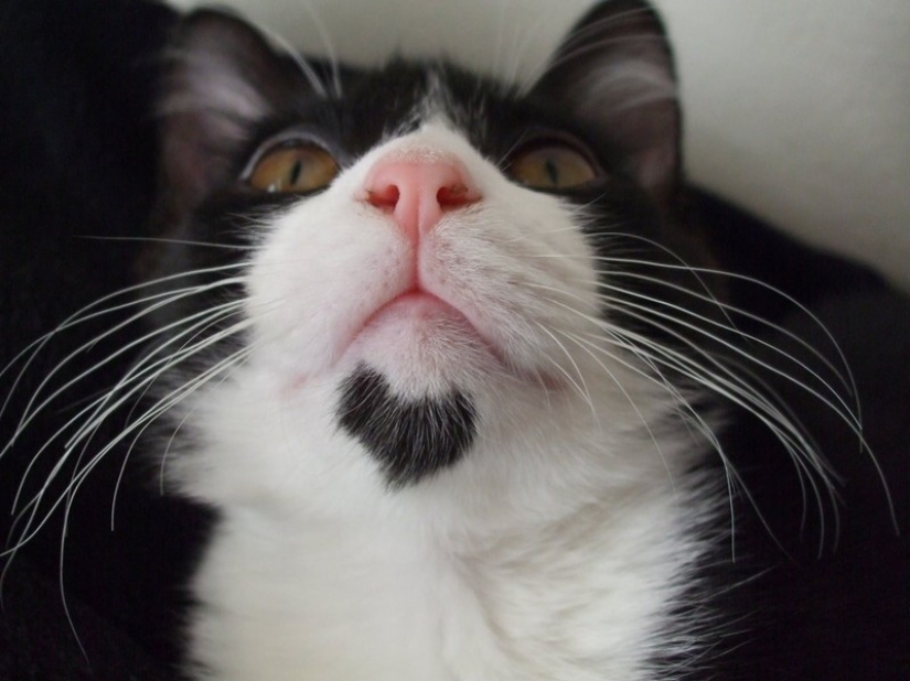 Gato con gato: la creatividad de la naturaleza en ronroneos