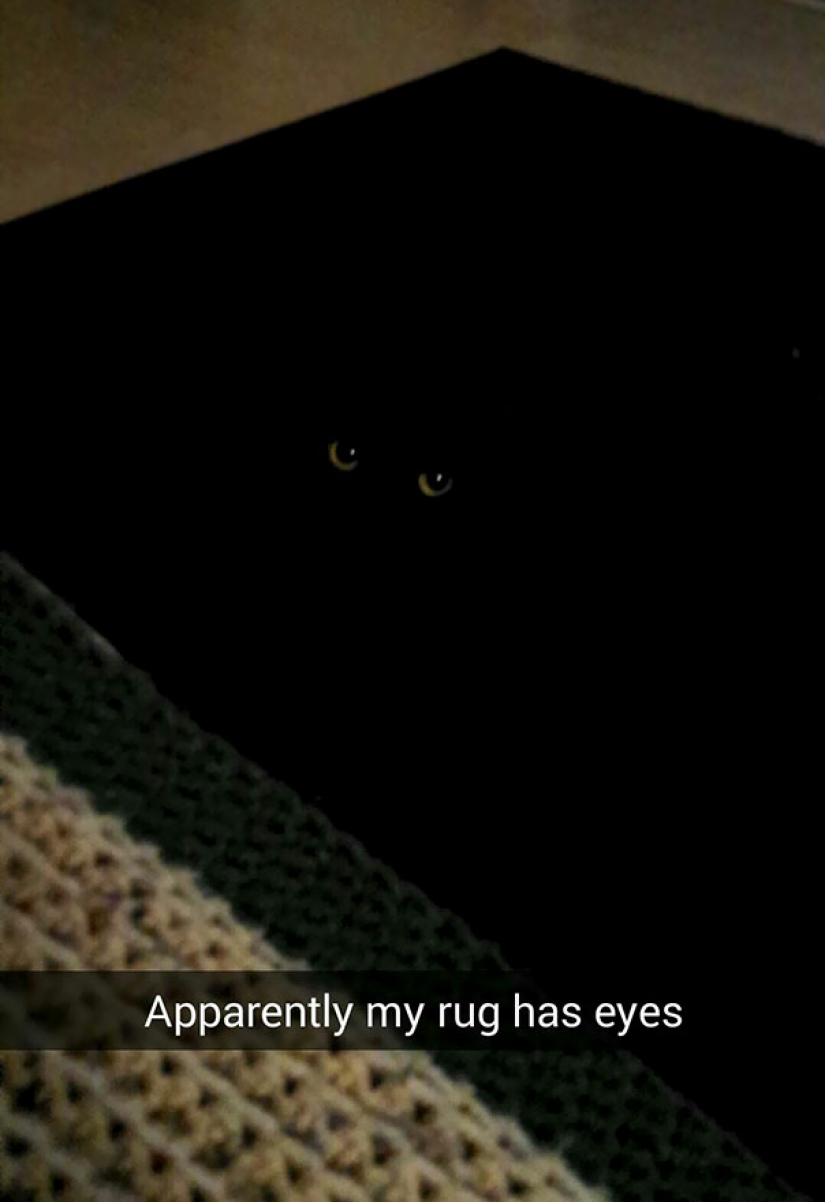 Gatos que se disfrazan perfectamente Gatos que se disfrazan perfectamente