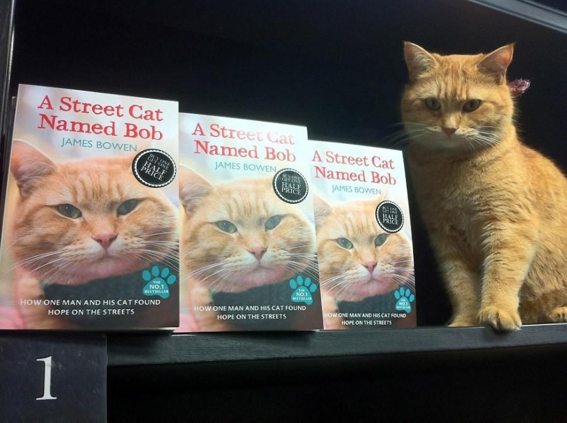 Ginger cat Bob