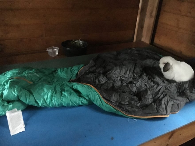 Girl travels with decorative rabbit Girl travels with decorative rabbit