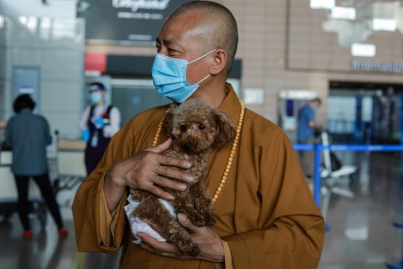 Good mission: a monk from Shanghai takes care of 8,000 homeless animals Good mission: a monk from Shanghai takes care of 8,000 homeless animals