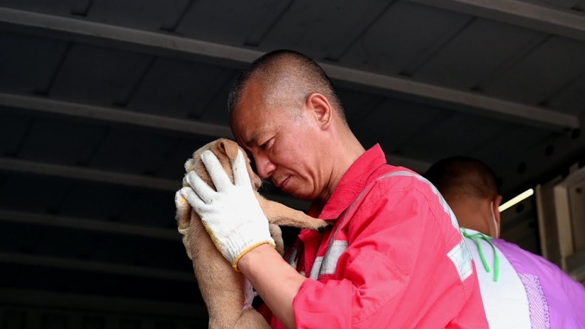 Good mission: a monk from Shanghai takes care of 8,000 homeless animals Good mission: a monk from Shanghai takes care of 8,000 homeless animals