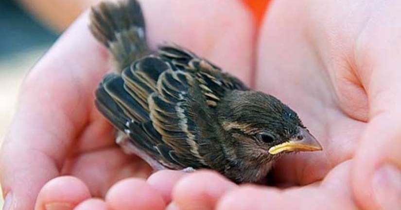 Gorrión en Moscú es un pájaro raro. ¿Por qué está sucediendo esto?