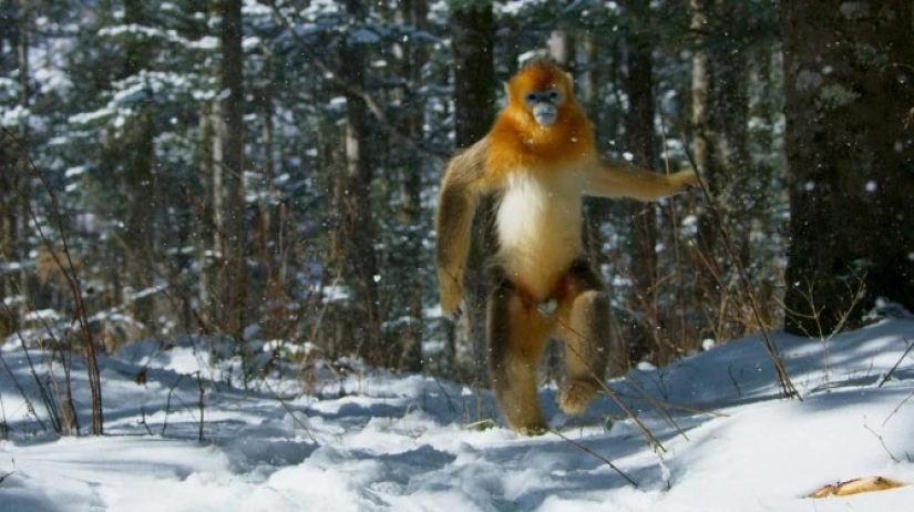 Has the Bigfoot mystery been solved? Possible ancestors of the Yeti have been found