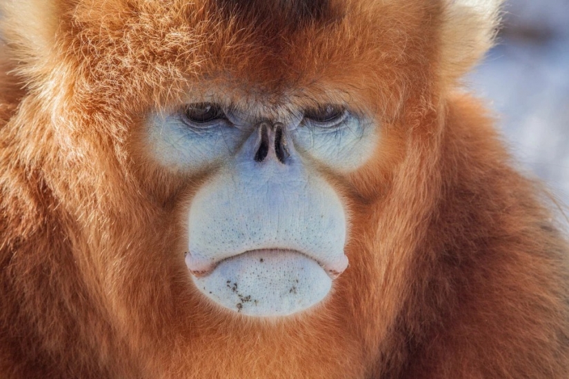 Has the Bigfoot mystery been solved? Possible ancestors of the Yeti have been found