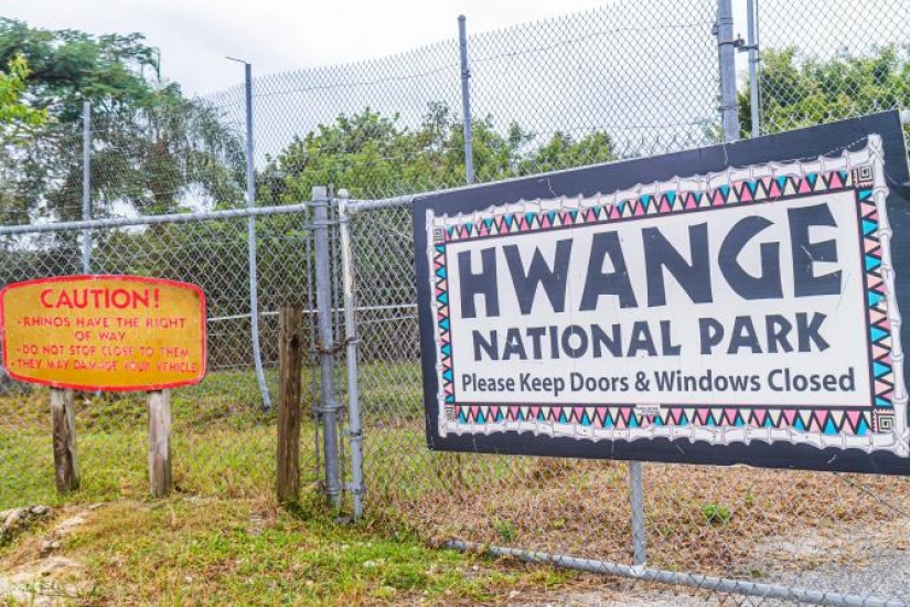 He died for more than a day: an American shot a lion with a bow in the reserve for 2 million He died for more than a day: an American shot a lion with a bow in the reserve for 2 million